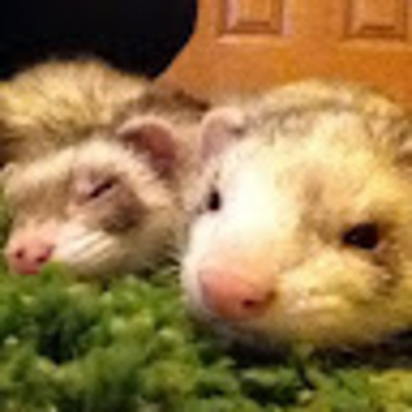 Meet your Posher, Shannon - Picture 1 of 1